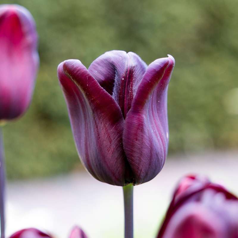 Tulipan 'Continental'